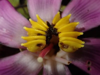 Blakea subvaginata, photographed by Nolan Exe