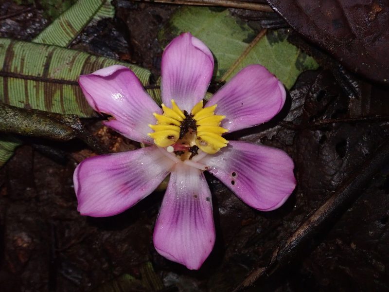 Blakea subvaginata, photographed by Nolan Exe