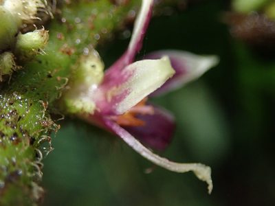 Cuatresia harlingiana, photographed by Nolan Exe