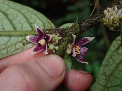 Cuatresia harlingiana, photographed by Nolan Exe
