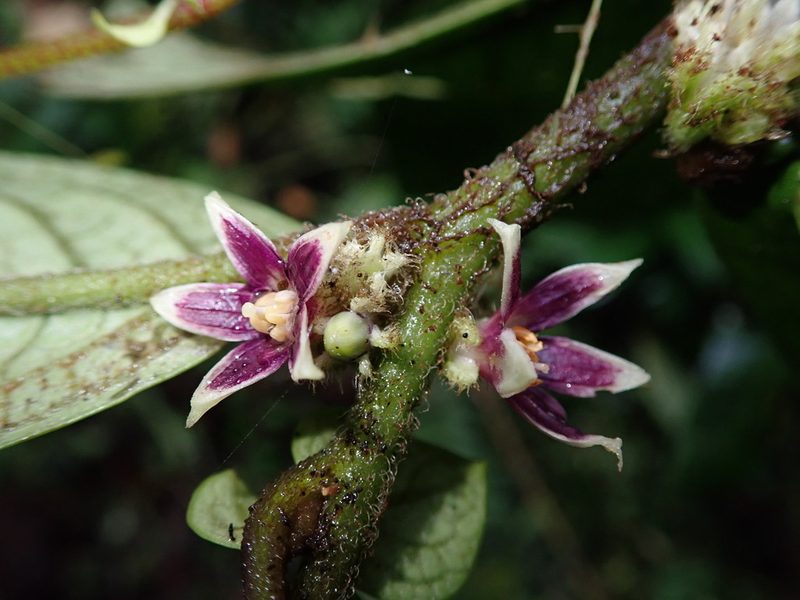 Cuatresia harlingiana, photographed by Nolan Exe