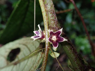 Cuatresia harlingiana, photographed by Nolan Exe