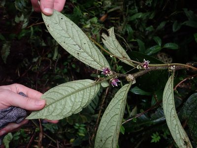 Cuatresia harlingiana, photographed by Nolan Exe
