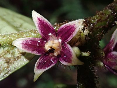 Cuatresia harlingiana, photographed by Nolan Exe