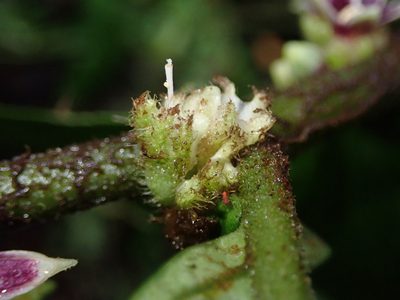 Cuatresia harlingiana, photographed by Nolan Exe