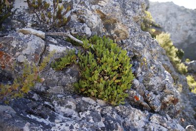Centella triloba, photographed by Tony Rebelo