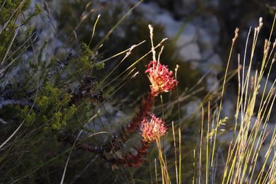 Crassula coccinea, photographed by Tony Rebelo