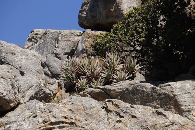 Aloe succotrina, photographed by Tony Rebelo