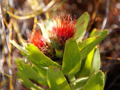 Leucospermum oleifolium, photographed by Tony Rebelo