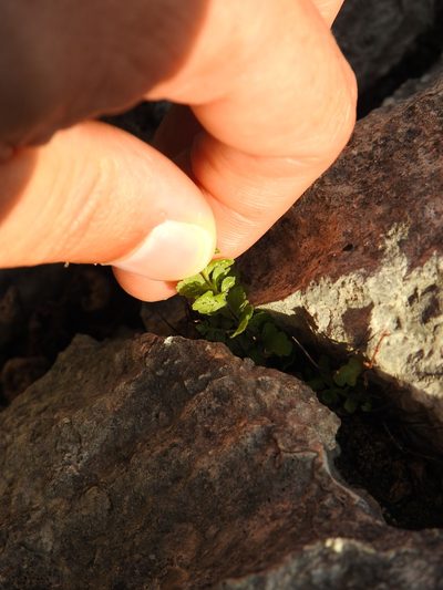 Asplenium petrarchae, photographed by Duarte Frade