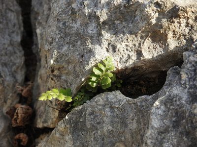 Asplenium petrarchae, photographed by Duarte Frade