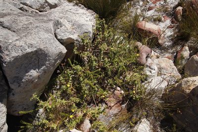 Nephrotheca ilicifolia, photographed by Tony Rebelo