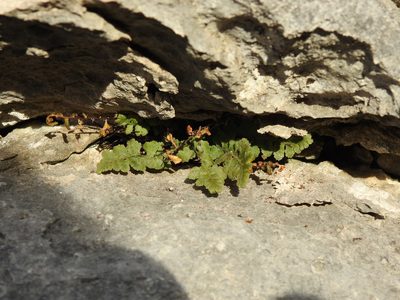 Asplenium petrarchae, photographed by Duarte Frade
