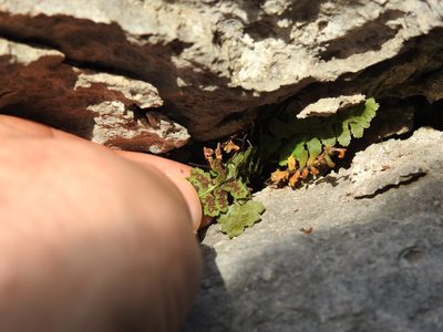 Asplenium petrarchae, photographed by Duarte Frade
