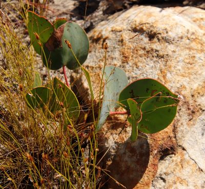 Protea cordata, photographed by Tony Rebelo
