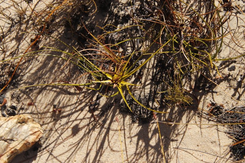 Ficinia radiata, photographed by Tony Rebelo