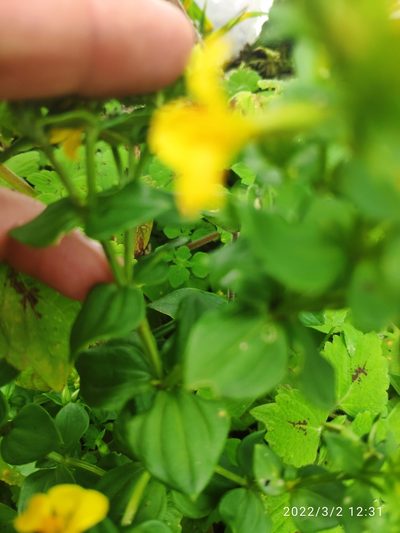 Sebaea sedoides, photographed by Antoinette Eyssell Knox
