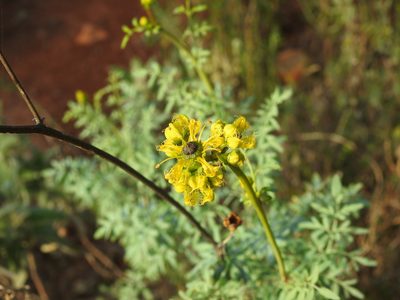 Ruta angustifolia, photographed by Duarte Frade