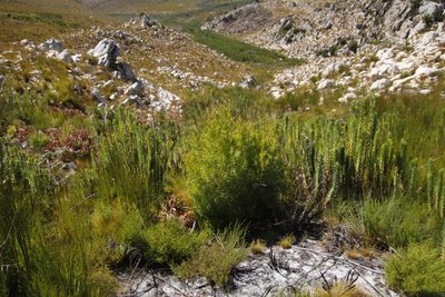 Leucadendron salicifolium, photographed by Tony Rebelo