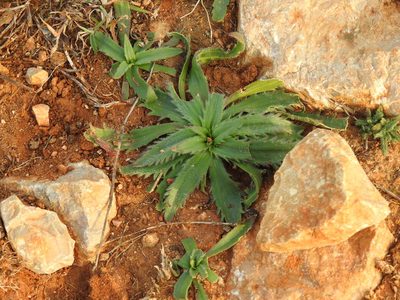 Plantago serraria, photographed by Duarte Frade