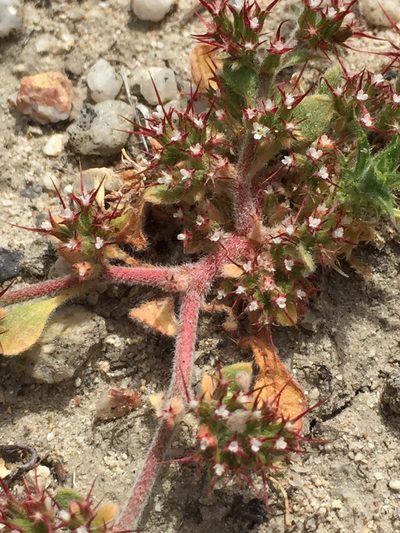 Chorizanthe uniaristata, photographed by Pinnacles National Park