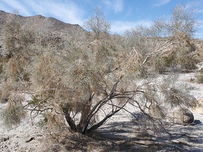 Psorodendron spinosum, photographed by Craig Martin
