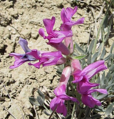 Oxytropis besseyi, photographed by Wendy McCrady