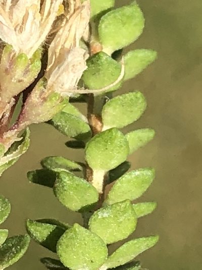 Agathosma cerefolia, photographed by Dave U