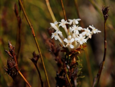 Gnidia pinifolia, photographed by Tony Rebelo