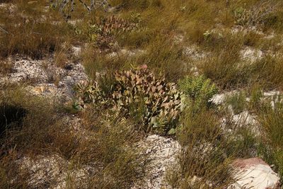 Protea acaulos, photographed by Tony Rebelo