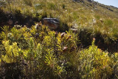 Protea longifolia, photographed by Tony Rebelo