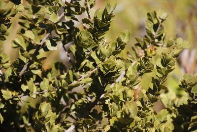 Searsia cuneifolia, photographed by Tony Rebelo