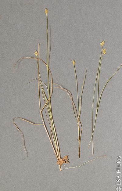 Carex tenuiflora, photographed by lallen
