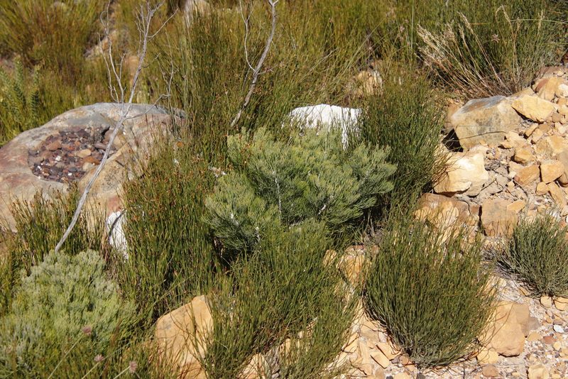Paranomus spicatus, photographed by Tony Rebelo