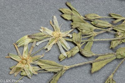 Stellaria crassifolia, photographed by lallen