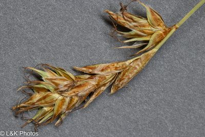 Carex siccata, photographed by lallen