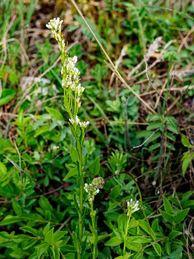 Arabis sagittata, photographed by rainerburkard