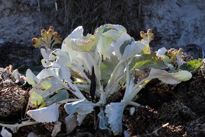 Senecio candidans, photographed by steve b