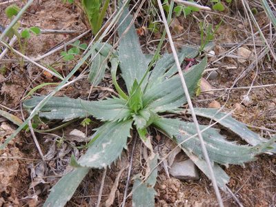 Plantago serraria, photographed by Duarte Frade