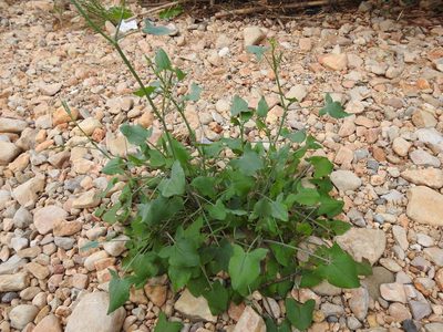 Rumex scutatus, photographed by Duarte Frade