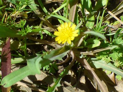 Krigia cespitosa, photographed by kcthetc1