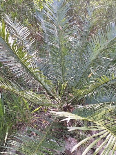 Cycas media, photographed by Matthew Borella