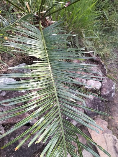 Cycas media, photographed by Matthew Borella