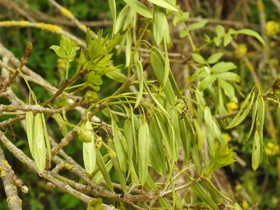 Fraxinus angustifolia, photographed by Duarte Frade