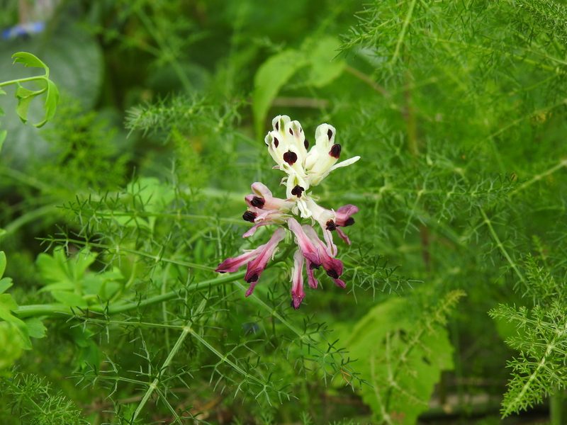 Fumaria agraria, photographed by Duarte Frade