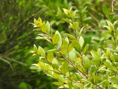 Myrtus communis, photographed by Duarte Frade