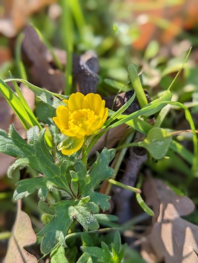 Ranunculus canus, photographed by Franco Folini