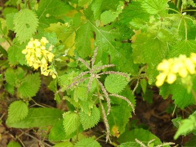 Urtica membranacea, photographed by Duarte Frade