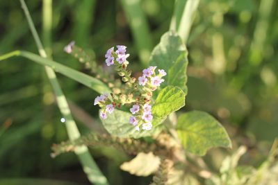 Heliotropium nicotianifolium, photographed by Romi Galeota Lencina