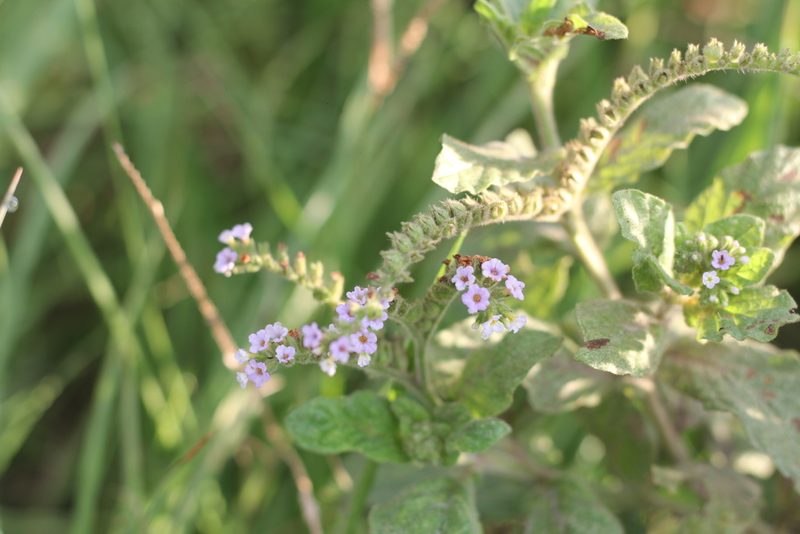 Heliotropium nicotianifolium, photographed by Romi Galeota Lencina